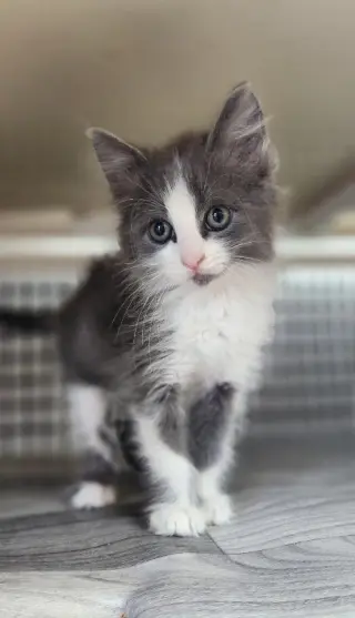 Kitten 28049 (Annie)