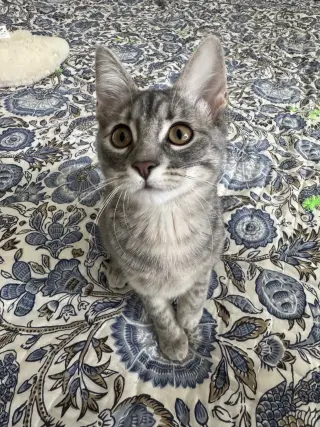 Ricky Meowtin & Olivia Pawdrigo