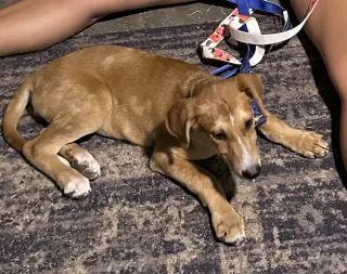 Piper (P Litter)