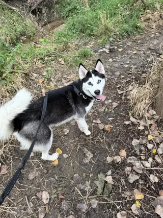 Nika