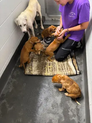 Peaches (P Litter)