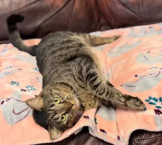 Meatball