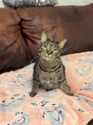 Meatball