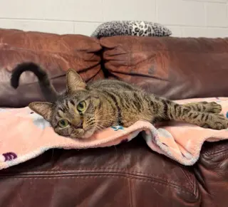 Meatball