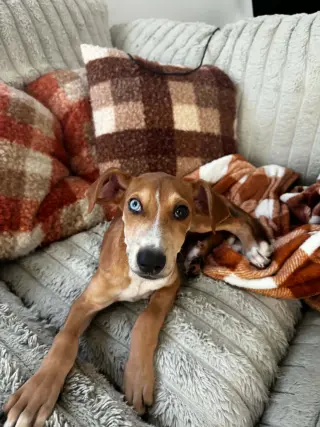 Penny - (P litter)