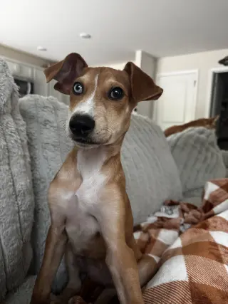 Penny - (P litter)
