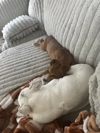 Penny - (P litter)