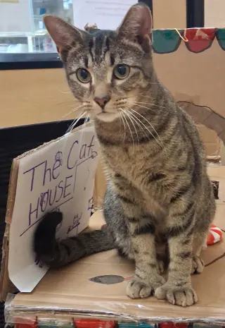 Lovable Hans *FIV+* (polydactyl)
