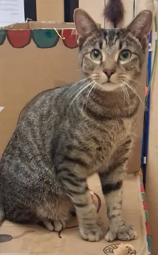 Lovable Hans *FIV+* (polydactyl)
