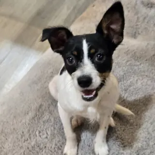 Mateo