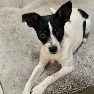 Mateo