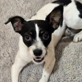 Mateo