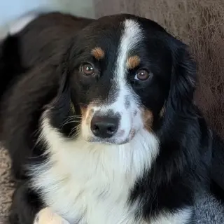Ivy
