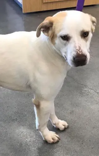 Bandit