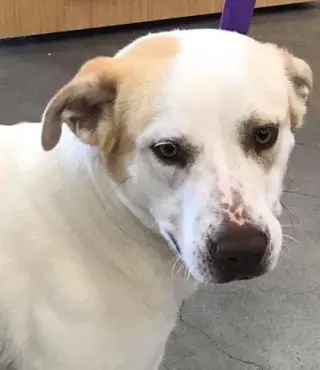 Bandit
