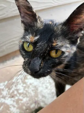 Brownie