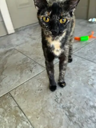 Brownie