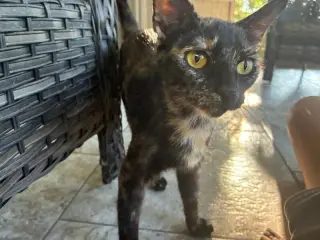 Brownie