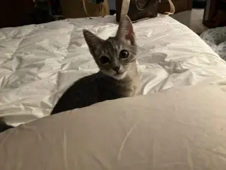 Kiro