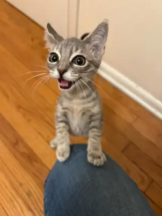 Kiro