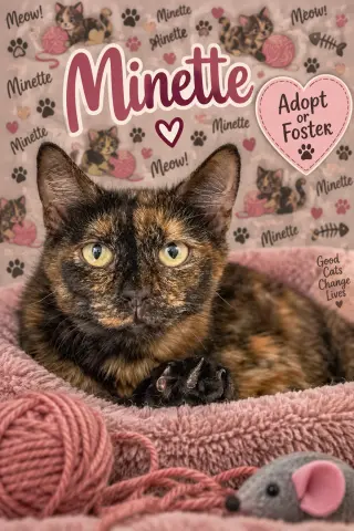 Minette (FCID# 09/02/2026 - 35 Trainer)