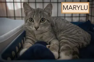 Marylu:  Foster Req. (FCID# 9/02/26-26 Trainer)