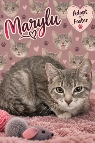 Marylu:  Foster Req. (FCID# 9/02/26-26 Trainer)