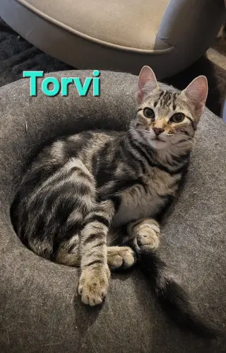 Torvi