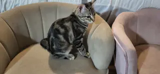 Torvi