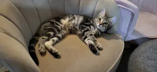 Torvi