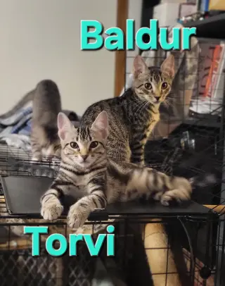 Torvi