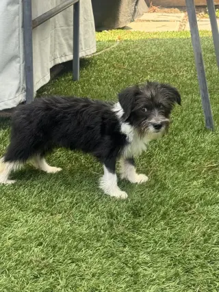 Gigi