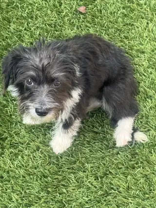Gigi