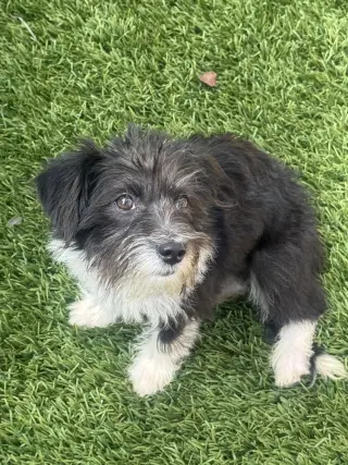 Gigi