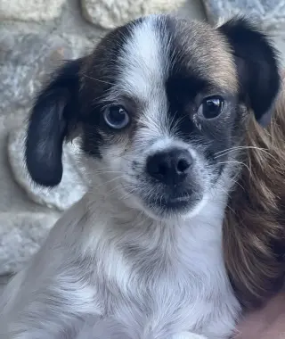 Buster