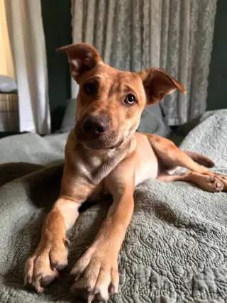 Belle