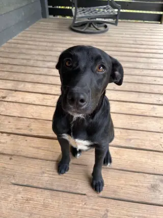 Pip