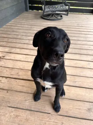 Pip