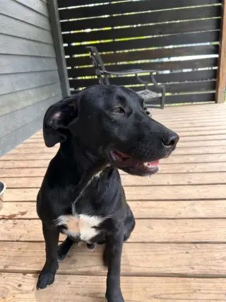 Pip