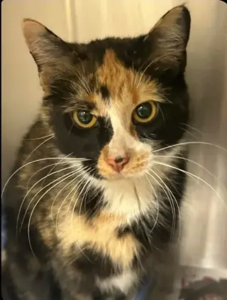 Ahsoka