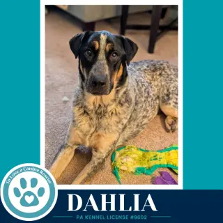 Dahlia 091226