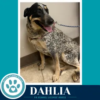 Dahlia 091226