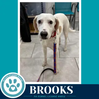 Brooks 091226
