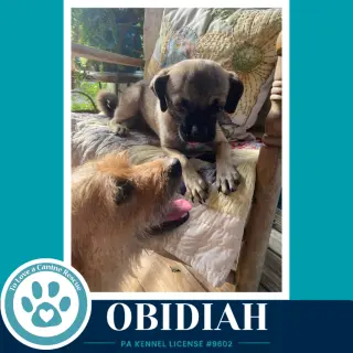 Obadiah (Obi) 091226