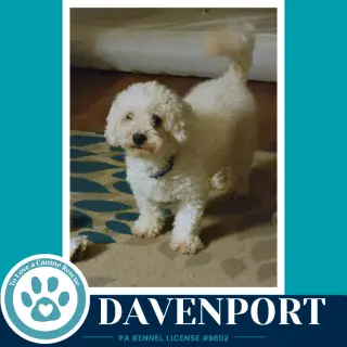 Davenport (The Davenports) 091226
