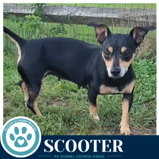 Scooter 091226