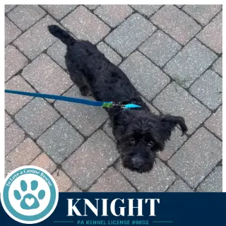 Knight 091226