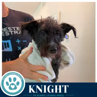 Knight 091226