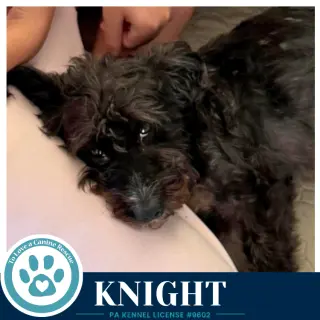 Knight 091226