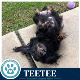 Teetee 091226